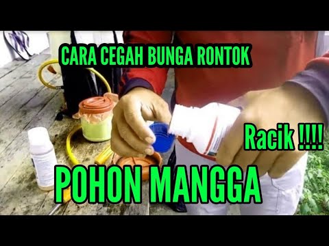 Video: Cara Menyemprot Pohon Buah-buahan Di Musim Gugur