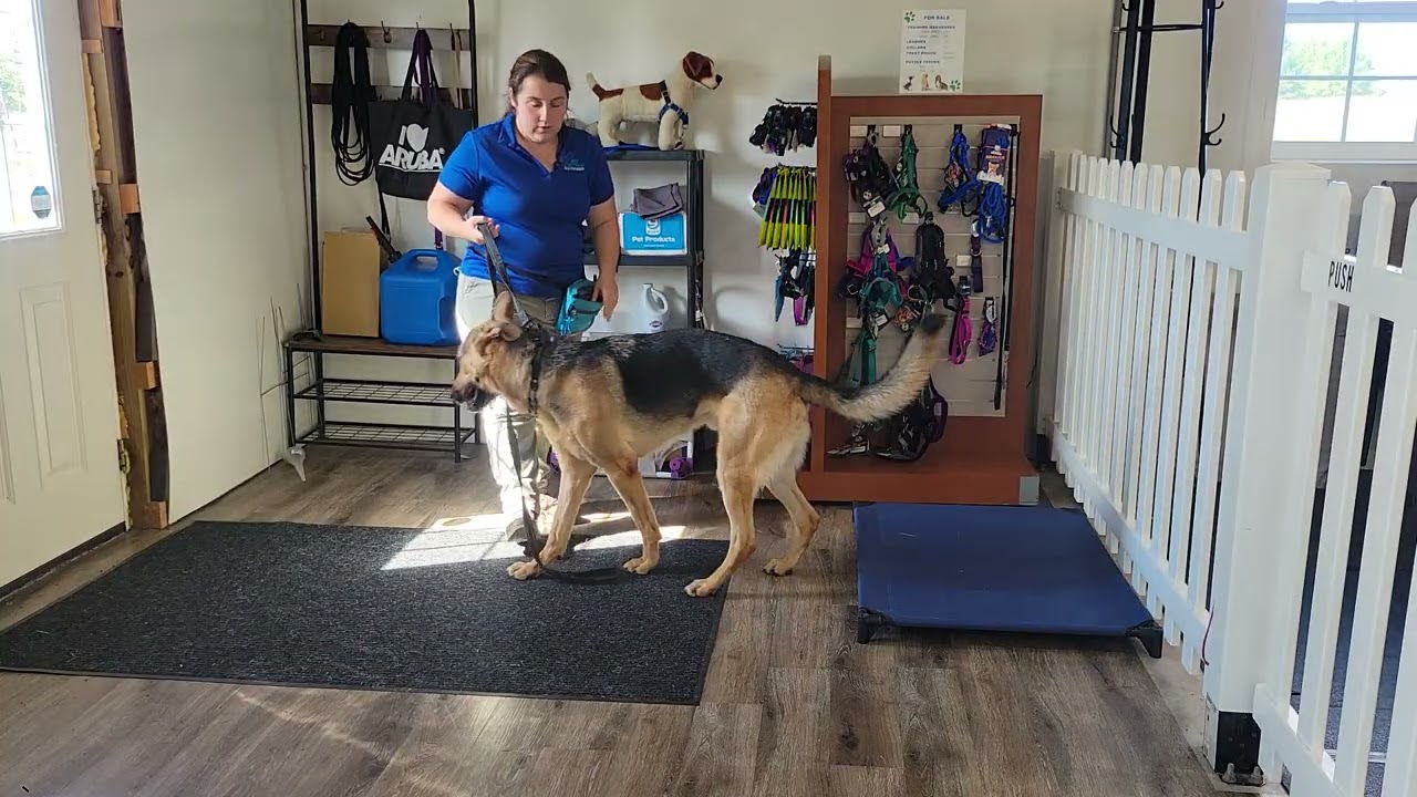 Apache the German Shepherd | Place with Door & Attention Around Another Dog | Week 2 Wrap-Up