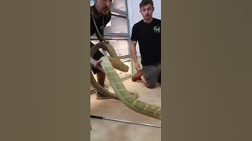 SURVIVING A KING COBRA BITE‼️ - Chandler