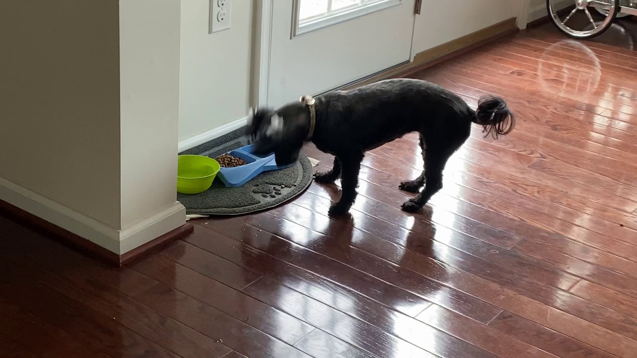 Good Dog Food - YouTube