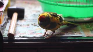 Agi Loves the Aracuan Remix!