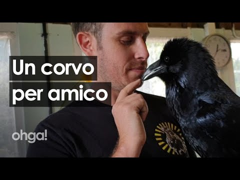 Video: Come Tenere Un Corvo?