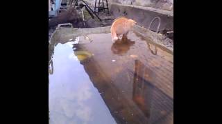 котенок ходит по воде котенок ходит по воде