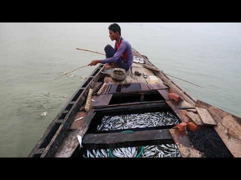 ভিডিও: আপনি কি গাছের টপস পার্কে মাছ ধরতে পারেন?