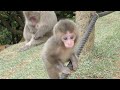 ときどき近づいてくれる赤ちゃん猿にキュンキュン