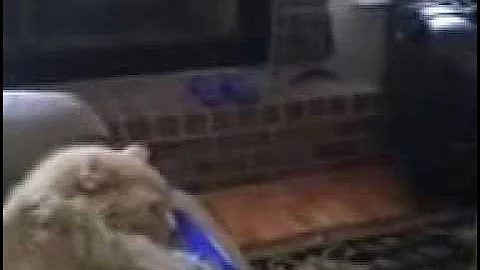 Even pets have to adjust to changes...