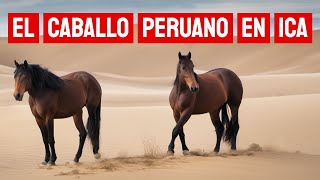 Caballo Peruano de Paso en Ica parte 2