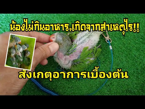 นกแก้วริงเน็ค,ลูกป้อนไม่ย่อมกินอาหาร สาเหตุไร !! สาเหตุไร " สังเกตดูอาการเบื้อต้น #นกพูดได้