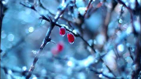 سورة طه كاملة   يوسف كالو 2 2   Surat Taha   Yousef Kalo 1