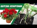 ВЕСЕННЯЯ ОБРЕЗКА ПЕЛАРГОНИИ 🌸 ГЕРАНЬ, МУШКАТЫ