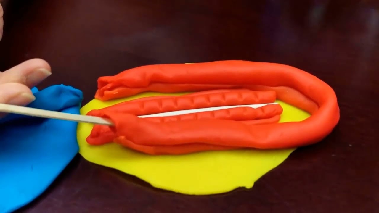 Embryo Folding - LPM Focus