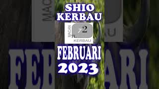SHIO KERBAU FEBRUARI 2023 #shorts #shiokerbau2023