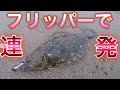 限定フリッパーで！サーフでヒラメ釣り！