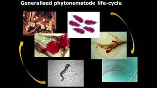 Biological control of nematodes