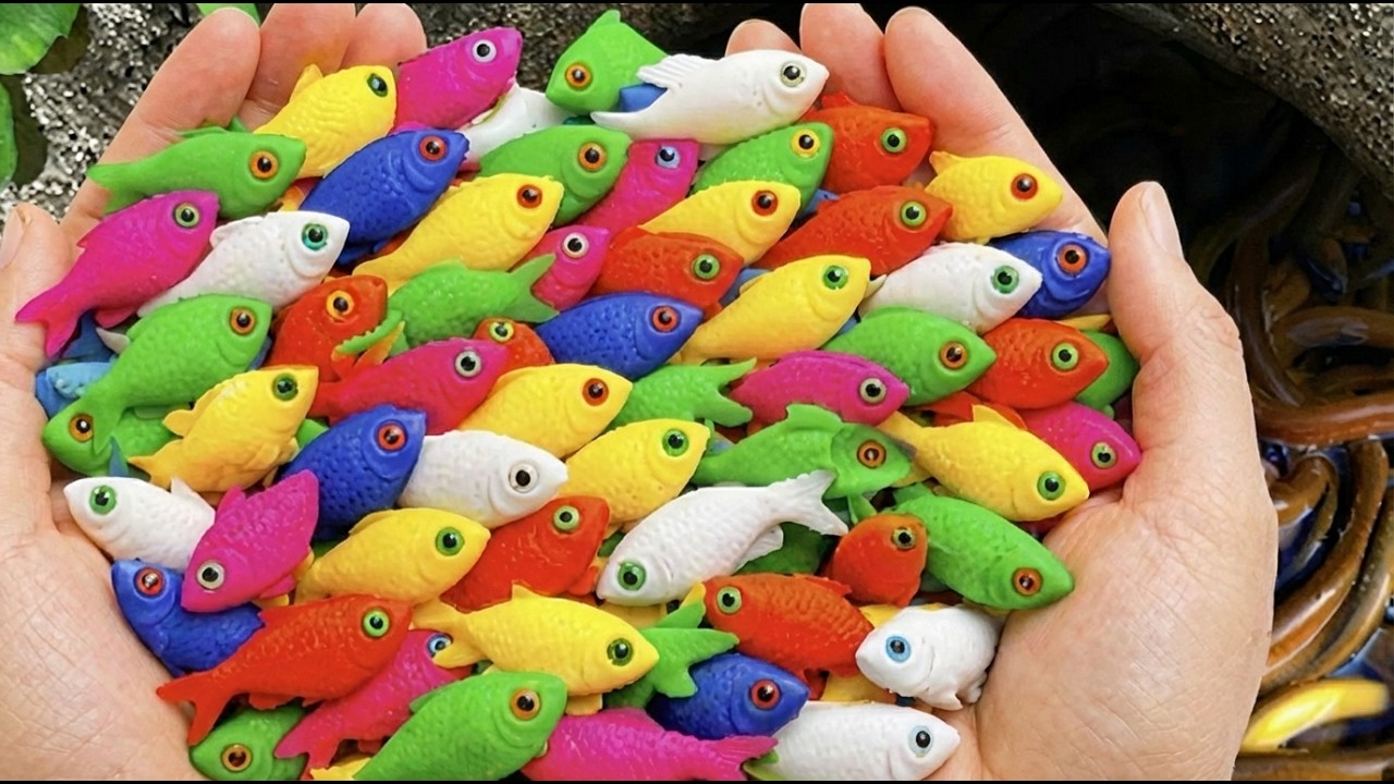 Mystery Giant Egg  Catching Beautiful Aquarium Fish