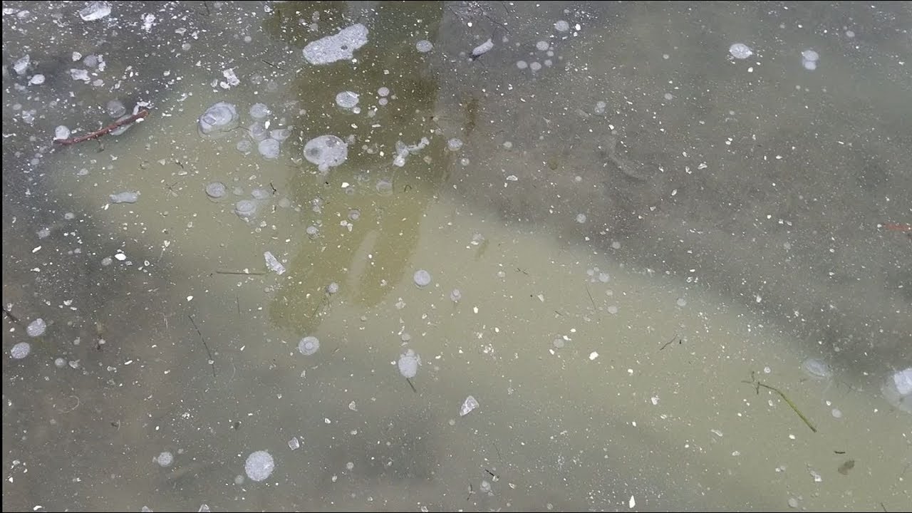 Отлов ондатры с Conibers в 2017 году