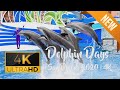 Dolphin Days Show at SeaWorld | San Diego | 4K | 2020 | Ultra HD