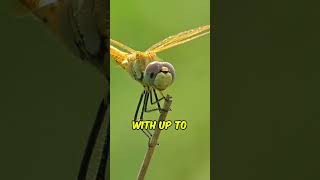 Dragonflies have the BEST eyesight of any insect!🐉🪰💨#animals #animalfacts #shorts