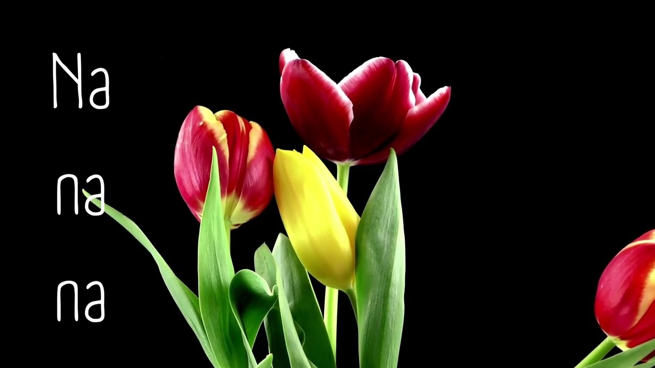 Tulpen uit Amsterdam