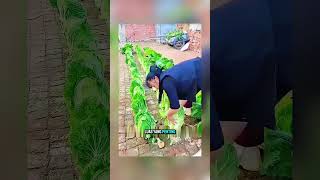 Menanam Sayur di Celah Batu Bata 🌱 Cara Unik Bertani di Lahan Sempit.