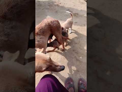 Funny Mikudi Funny Surai Palsinghsamaon Yashitank Suyash Vlogs Mikudayo Mike Youtubeshor 