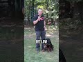 Stop Chasing: Fix Your Dog's Recall FAST!