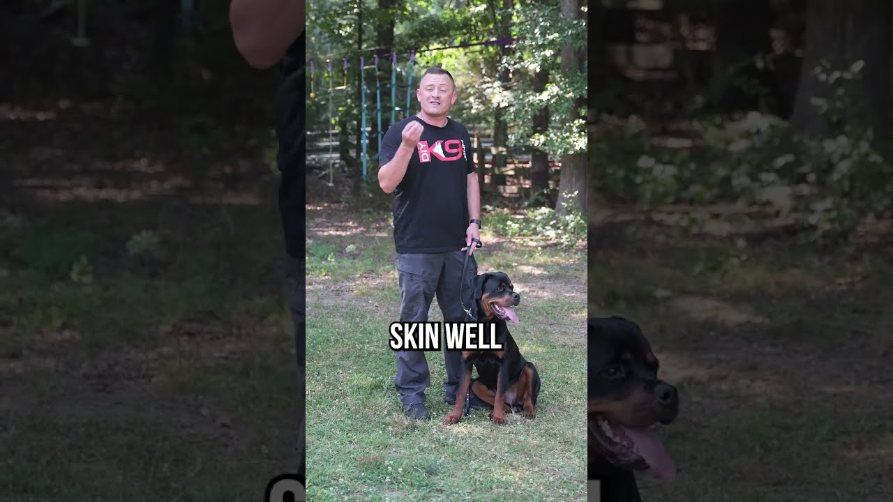 Stop Chasing Fix Your Dog S Recall FAST 