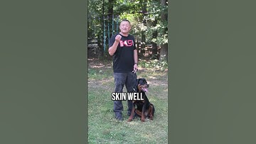 Thumbnail of Stop Chasing: Fix Your Dog's Recall FAST!