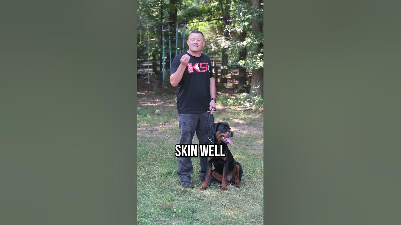 Stop Chasing: Fix Your Dog's Recall FAST!
