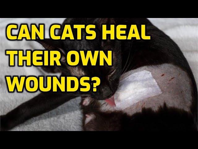 Is It Bad For A Cat To Lick Its Wounds? - Youtube