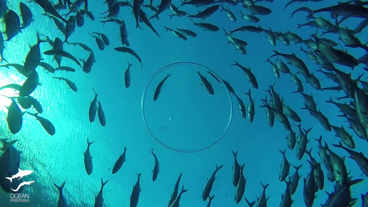 FREEDIVING BUBBLE RING & SCHOOL OF JACK FISH YouTube