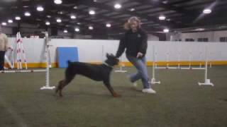 Willie, Agility Training #1, 3-29-10.wmv