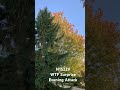 N1522V WTF Surprise Evening Attack Dawn Patrol Northville MI #aerialstalker #aviation #flying