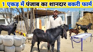 मास्टर साहब ने 1 एकड़ में बनाया शानदार बकरी फार्म | 🐐 Goat Farm in Panjab