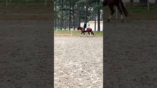 RRP Training Level 1 Dressage Test/Flat Work Application Video
