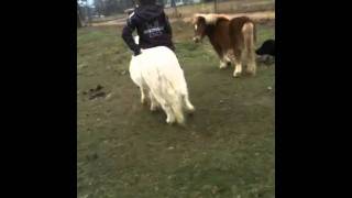 Pony Ride-3 Pony Ride-3