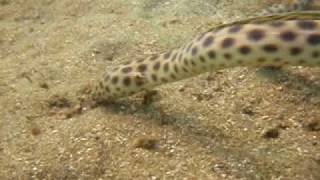 Spotted Snake Eel Hunting
