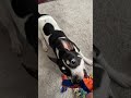 Just a terrier bein’ a terrier. #ratterrier