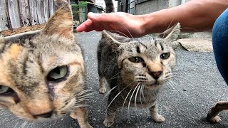 ASMR⁉ ゴロゴロ音が超凄い野良猫がやって来た