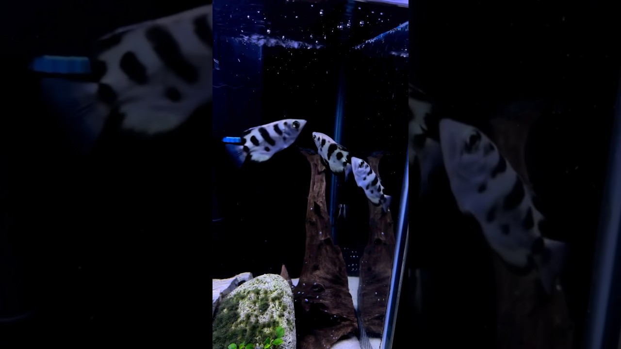 ARCHER FISH: The shooters of the sea. #shorts #fish #seacreatures