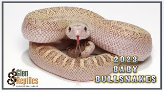 Baby Bulls 2023 by Glen Reptiles 484 views 8 months ago 4 minutes, 42 seconds