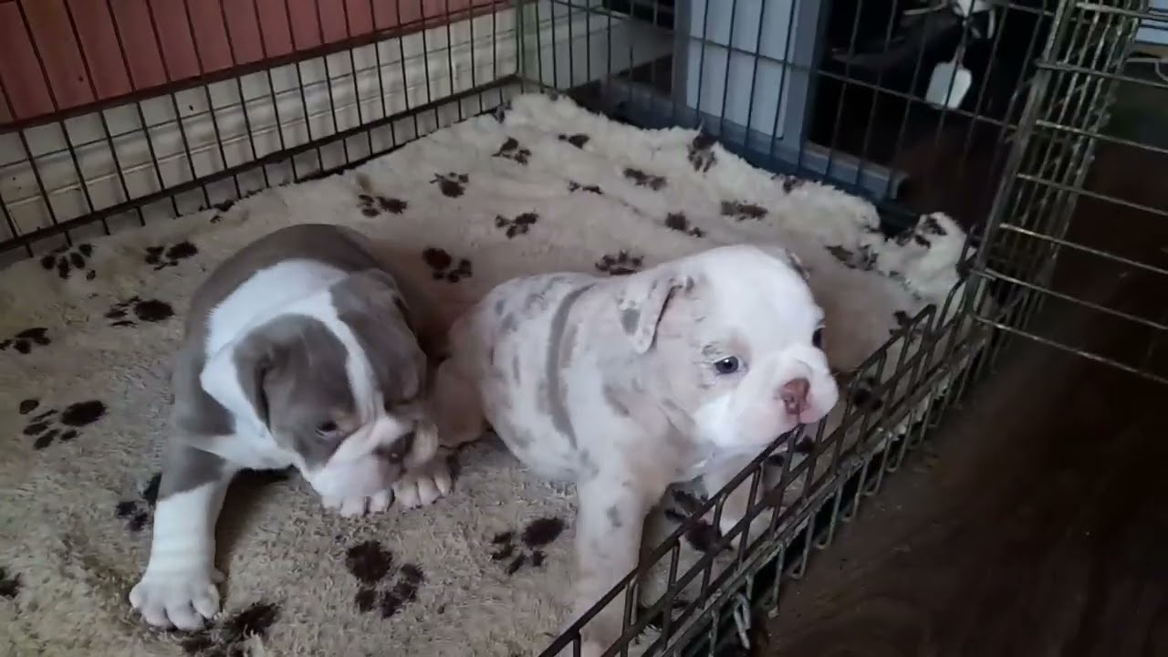 Bulldog puppies.