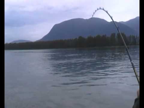 worlds biggest sturgeon - YouTube