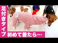 可愛くて大爆笑！見たこと無い歩き方を披露するミックス犬と作業員になったヨモタン