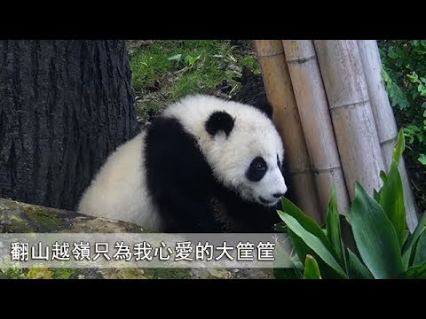 珍喜跋山涉水呀，翻山越岭呀，终于找到了她心爱的大筐筐！ | iPanda