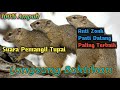 SUARA PIKAT TUPAI\\BAJING AMPUH