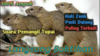 SUARA PIKAT TUPAI\\BAJING AMPUH