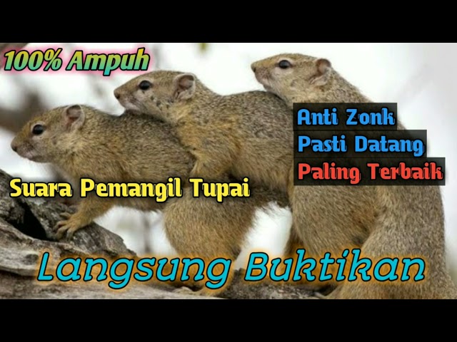 SUARA PIKAT TUPAI\\\\BAJING AMPUH class=