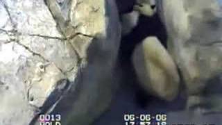 Baby Panda Falls