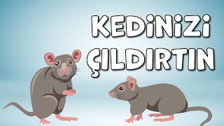 Kedi Oyunu | Fare Yakalama Oyunu | Kediler için Eğlenceli Fare Yakalama Videosu | Cat Games